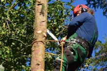 Baumpflege/ Baumfällarbeiten - Garten- & Landschaftsbau in Hamminkeln